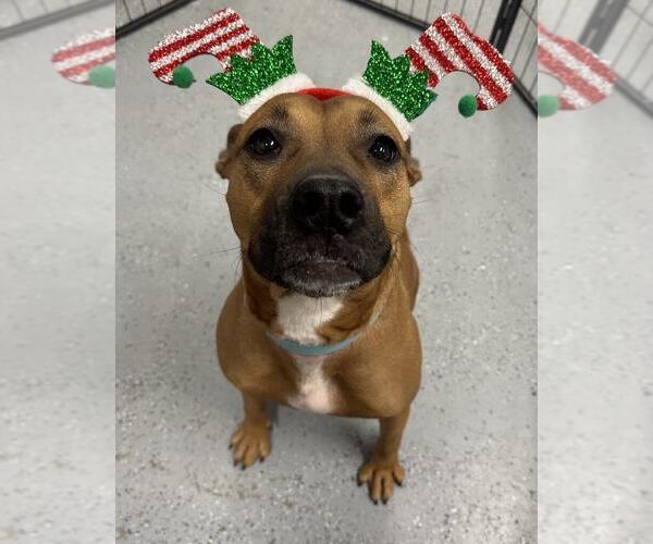 Medium Photo #4 Mutt Puppy For Sale in Evansville, IN, USA