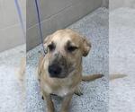 Small Labrador Retriever Mix
