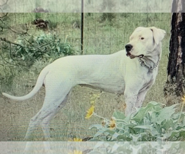 Medium Photo #1 Dogo Argentino Puppy For Sale in CHULA VISTA, CA, USA