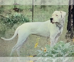 Mother of the Dogo Argentino puppies born on 07/27/2021