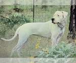 Small Photo #1 Dogo Argentino Puppy For Sale in CHULA VISTA, CA, USA