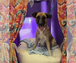 Mutt Dogs for adoption in The Woodlands, TX, USA