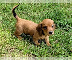 Dachshund Puppy for sale in CLARK, MO, USA