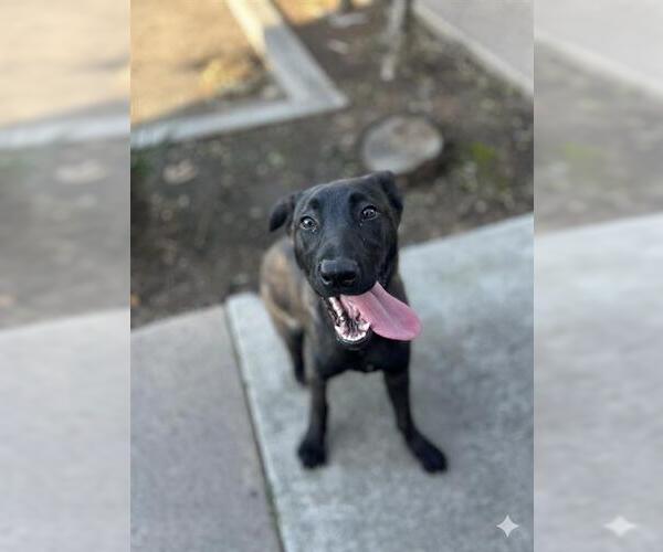 Medium Photo #1 Mutt Puppy For Sale in Chula Vista, CA, USA