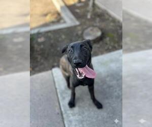 Mutt Dogs for adoption in Chula Vista, CA, USA