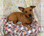 CHACHO - Male Dachshund Dog for Adoption - Small photo