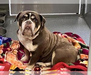 Medium Bulldog