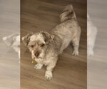 Small #5 Mutt