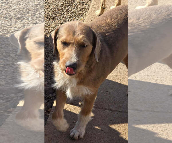 Medium Photo #1 Mutt Puppy For Sale in Poplar Bluff, MO, USA