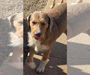 Mutt Dogs for adoption in Poplar Bluff, MO, USA