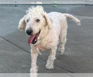 Poodle (Miniature) Dogs for adoption in Martinez, CA, USA