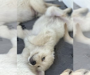 English Cream Golden Retriever Puppy for sale in CAMILLA, GA, USA