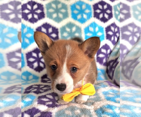 Medium Photo #2 Pembroke Welsh Corgi Puppy For Sale in ARROYO GRANDE, CA, USA