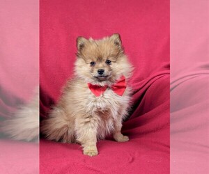 Pomeranian Puppy for sale in CHRISTIANA, PA, USA