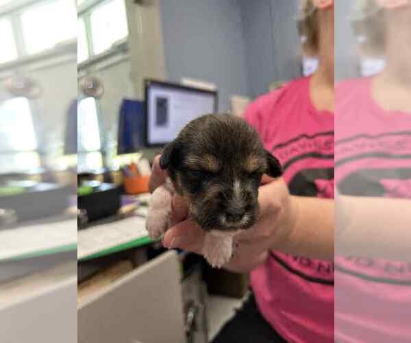 Medium Photo #2 Mutt Puppy For Sale in Evansville, IN, USA