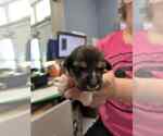 Small #1 Mutt