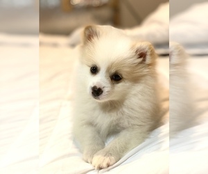Pomeranian Puppy for sale in LOS GATOS, CA, USA