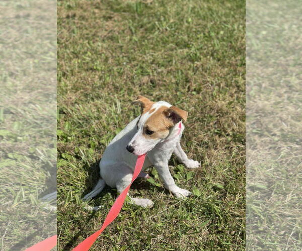 Medium Photo #3 Mutt Puppy For Sale in Westwood, NJ, USA