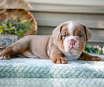 Small Photo #4 Beabull Puppy For Sale in MILLERSBURG, OH, USA