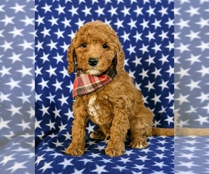 Goldendoodle-Poodle (Miniature) Mix Puppy for sale in LEOLA, PA, USA