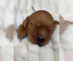 Small #2 Golden Retriever
