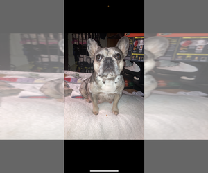 Mother of the French Bulldog puppies born on 09/12/2025