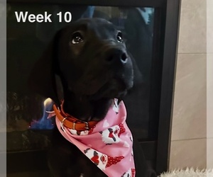 Great Dane Puppy for sale in VANCOUVER, WA, USA