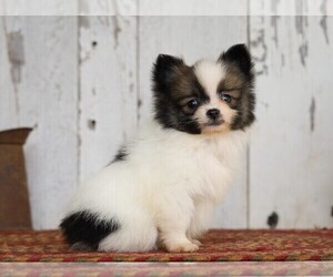 Pomeranian Puppy for sale in FREDERICKSBG, OH, USA
