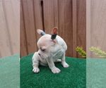 Small Photo #4 French Bulldog Puppy For Sale in ADAMS CITY, CO, USA