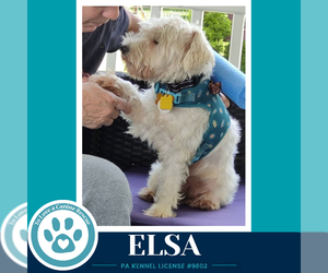 Elsa 091926 - Female Mutt Dog for Adoption - Photo #3