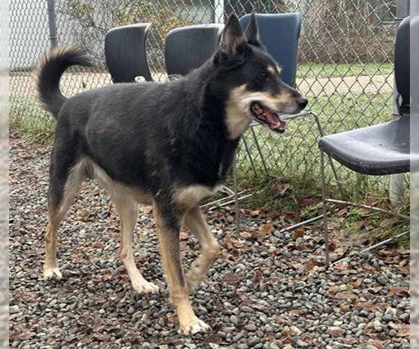 Medium Photo #1 German Shepherd Dog-Unknown Mix Puppy For Sale in Anchorage, AK, USA