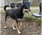 DEETS - Male German Shepherd Dog-Unknown Mix Dog for Adoption - Small photo
