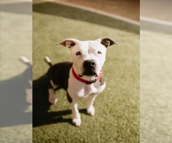 Medium Photo #5 American Pit Bull Terrier-Unknown Mix Puppy For Sale in Las Vegas, NV, USA