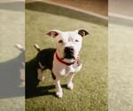 Small #4 American Pit Bull Terrier Mix