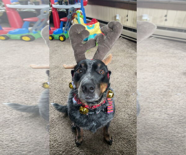 Medium Photo #1 Mutt Puppy For Sale in Coralville, IA, USA