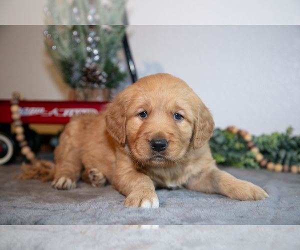 Medium Photo #8 Golden Retriever Puppy For Sale in WOLCOTTVILLE, IN, USA