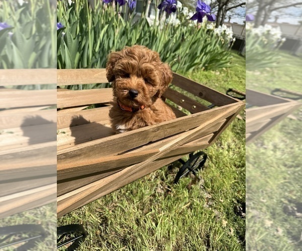 Medium Photo #7 Goldendoodle (Miniature) Puppy For Sale in HALTOM CITY, TX, USA