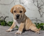 Puppy Andy Cocker-Pei