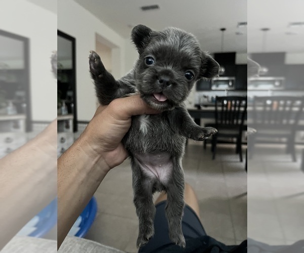 Medium Photo #5 French Bulldog Puppy For Sale in FOLSOM, CA, USA