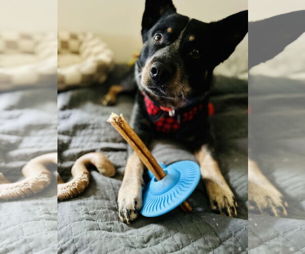 Medium Photo #5 Mutt Puppy For Sale in Garden City, NY, USA