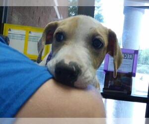 Boxer-Unknown Mix Dogs for adoption in Tulsa, OK, USA