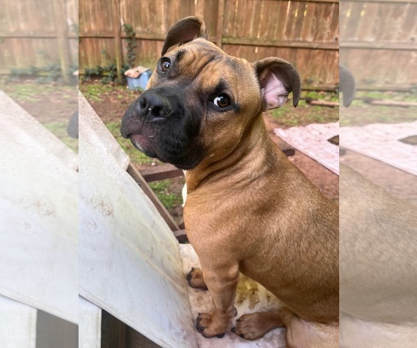 Medium Photo #32 Boxer-Unknown Mix Puppy For Sale in Holly Springs, NC, USA