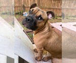 Small #31 Boxer Mix
