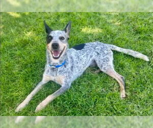 Mutt Dogs for adoption in Riverside, CA, USA