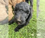 Small Photo #18 Goldendoodle Puppy For Sale in EATON RAPIDS, MI, USA