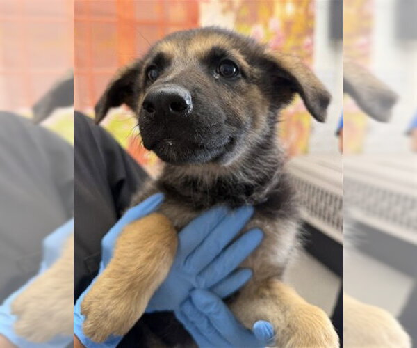 Medium Photo #1 German Shepherd Dog Puppy For Sale in San Bernardino, CA, USA