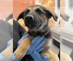 Small German Shepherd Dog