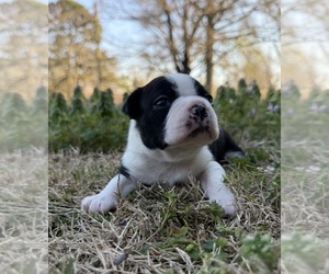 Boston Terrier Puppy for sale in GARFIELD, AR, USA