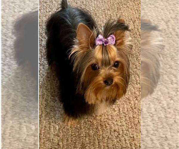Medium Photo #1 Yorkshire Terrier Puppy For Sale in CLIFTON, NJ, USA
