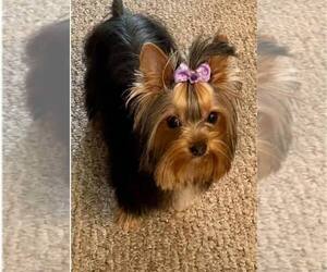 Mother of the Yorkshire Terrier puppies born on 04/27/2026